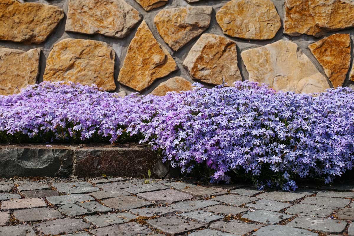 Phlox rampant pour créer des massifs résistants