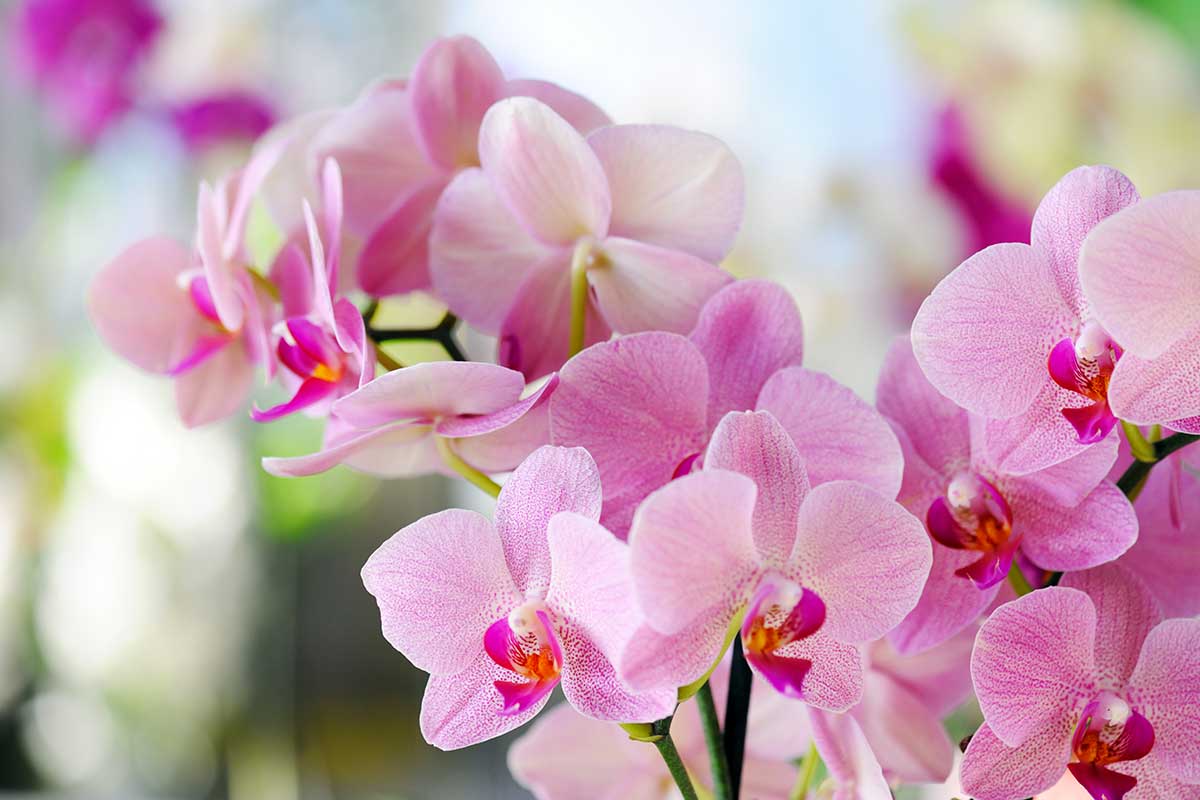 orchidées toujours florissantes avec des ingrédients naturels