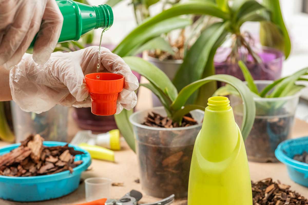 Engrais naturel soluble dans l'eau pour orchidées.