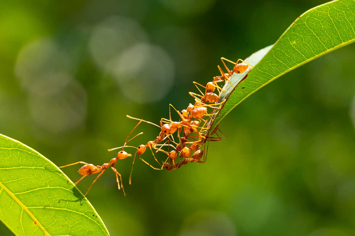 des stratégies anti-fourmis efficaces et naturelles