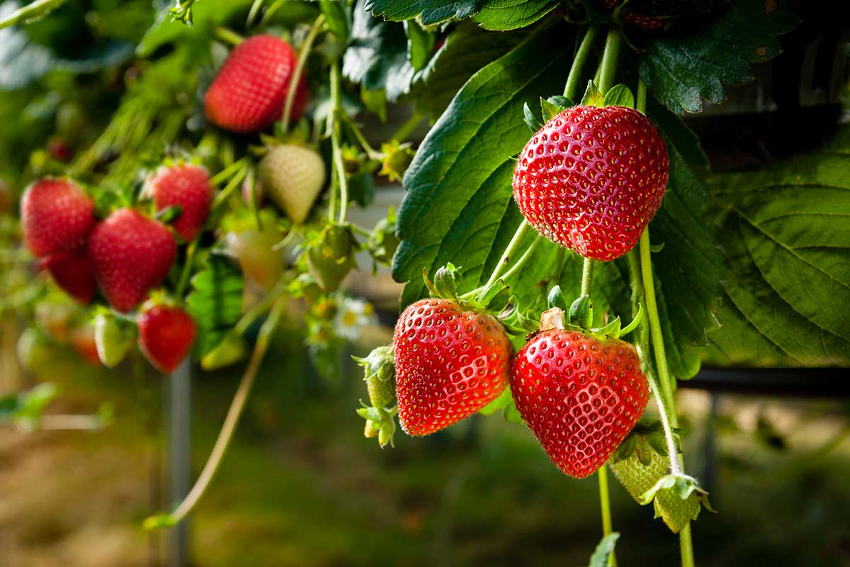 fraises en intérieur repiquage