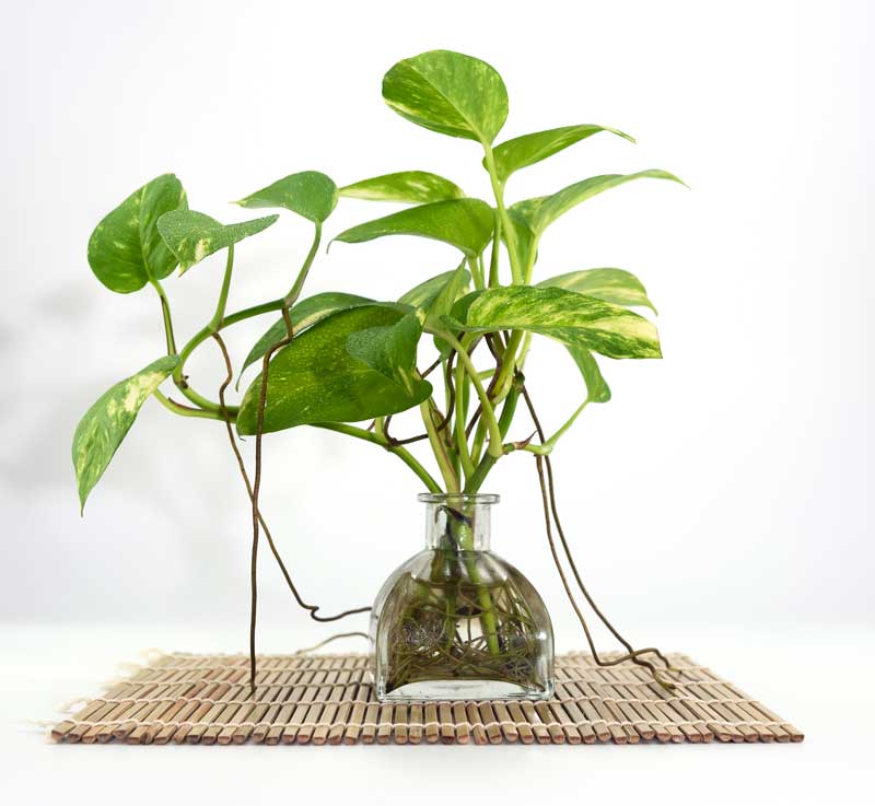 Pothos dans un vase d'eau transparent.