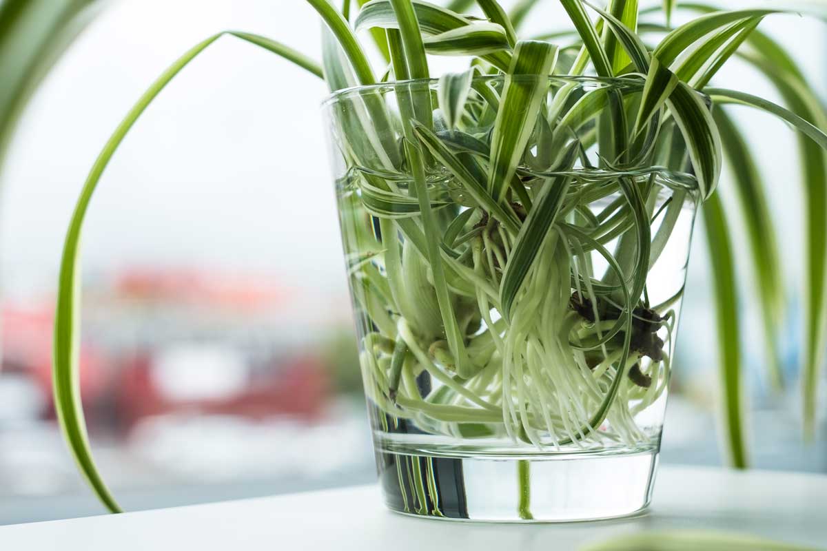 plantes d'intérieur qui poussent dans l'eau