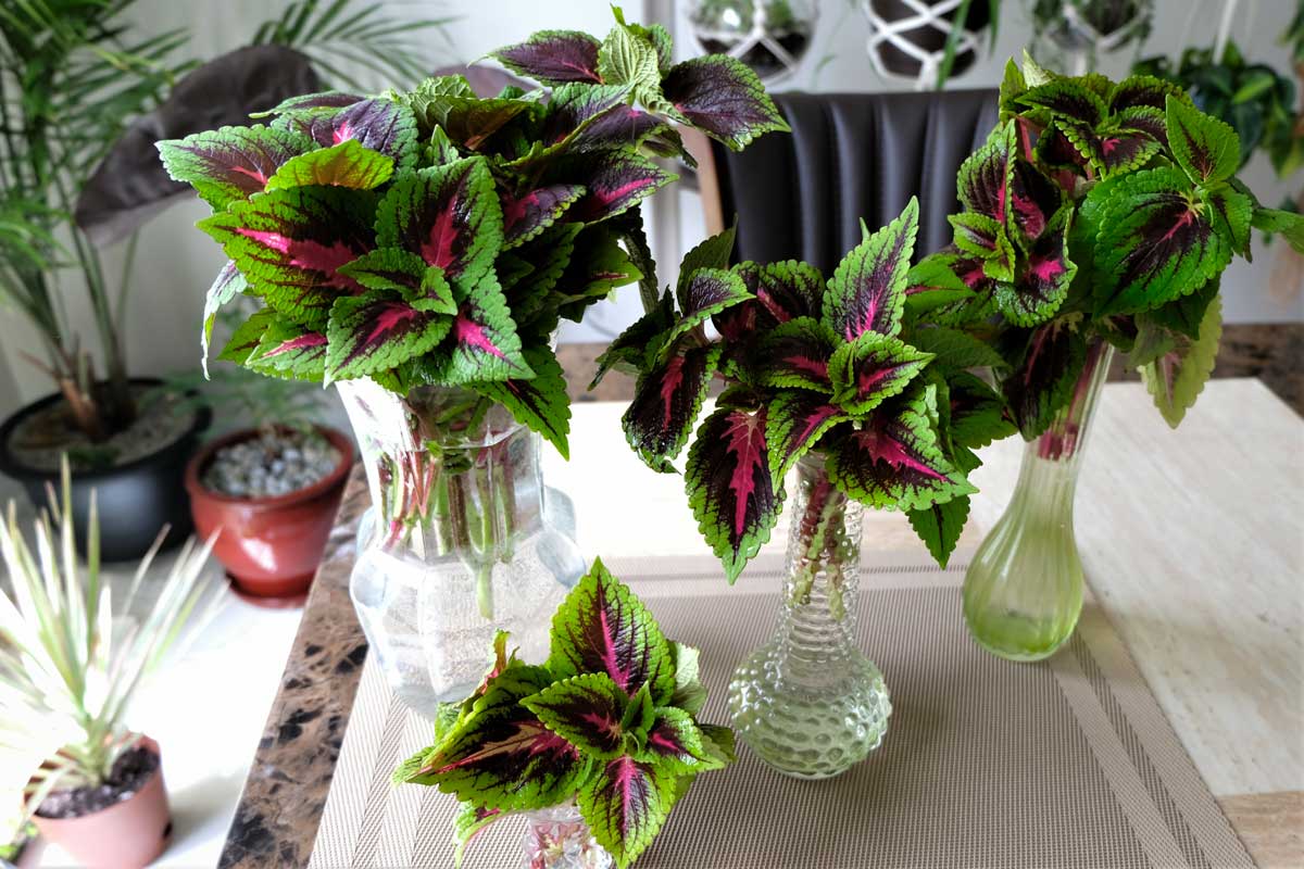 Coleus dans l'eau