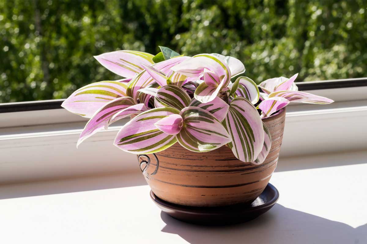 Tradescantia en pots