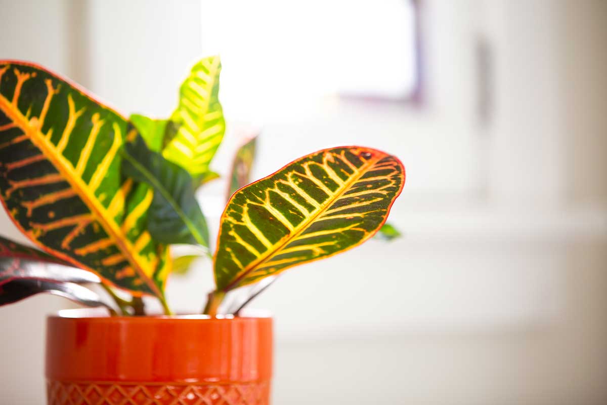 Croton en pots