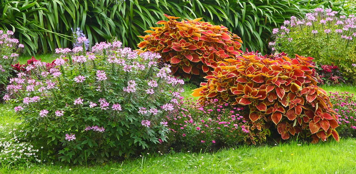 parterre de fleurs avec Coleus et autres plantes