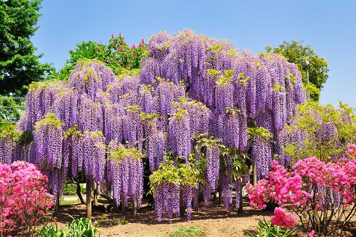 secret d'une glycine fleurie