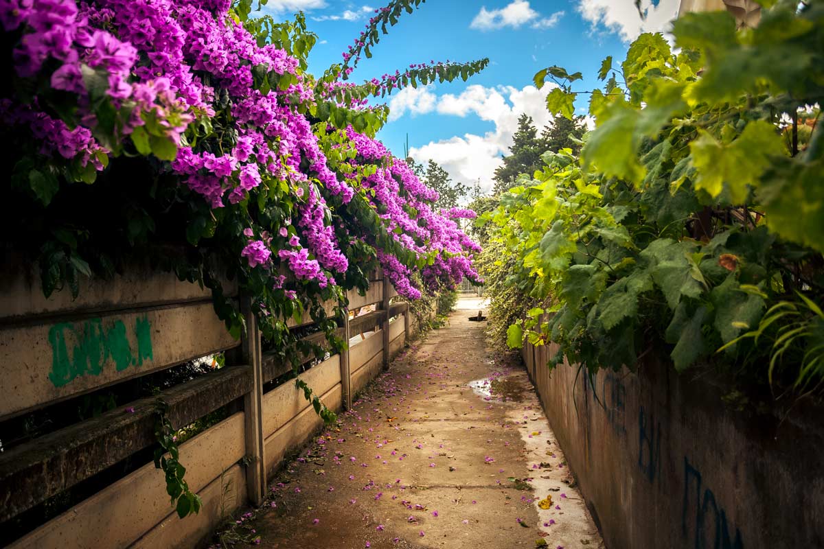 Création d'une haie de bougainvilliers.