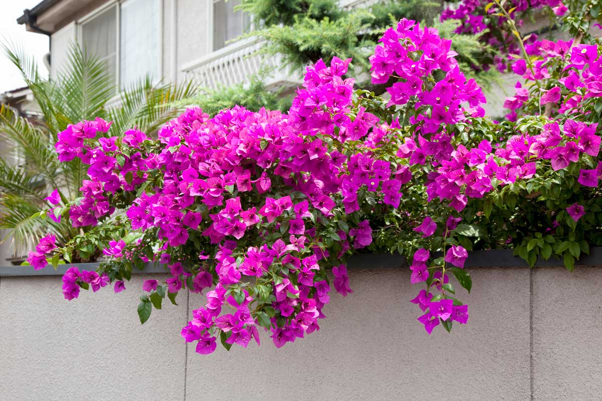 haie de bougainvilliers