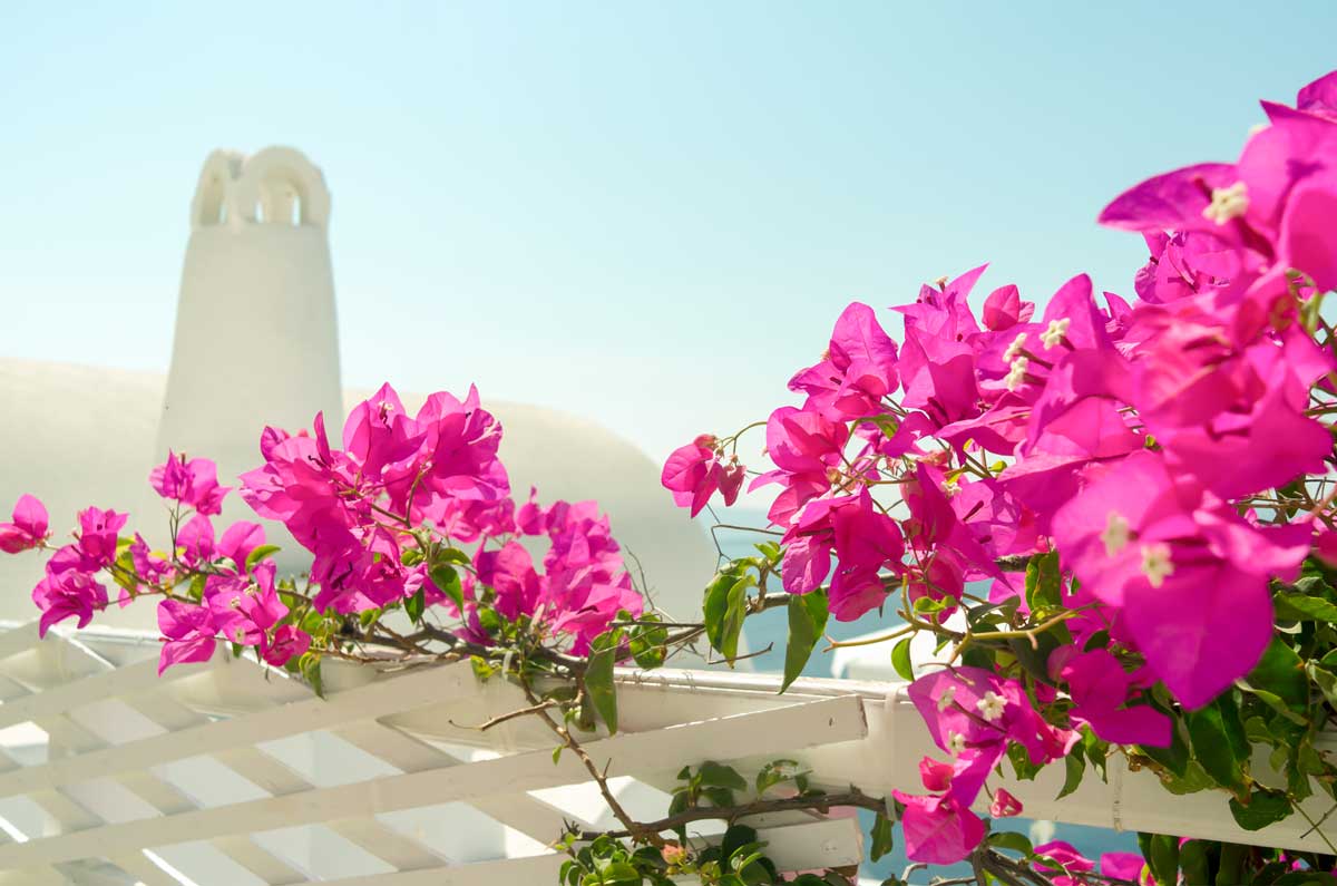 fleurs de bougainvillier