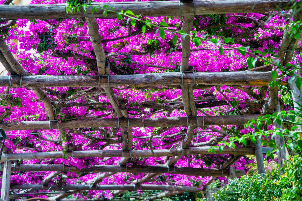 bougainvilliers sur pergola