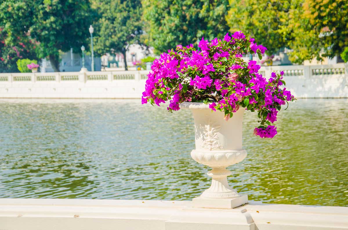 bougainvilliers en pots