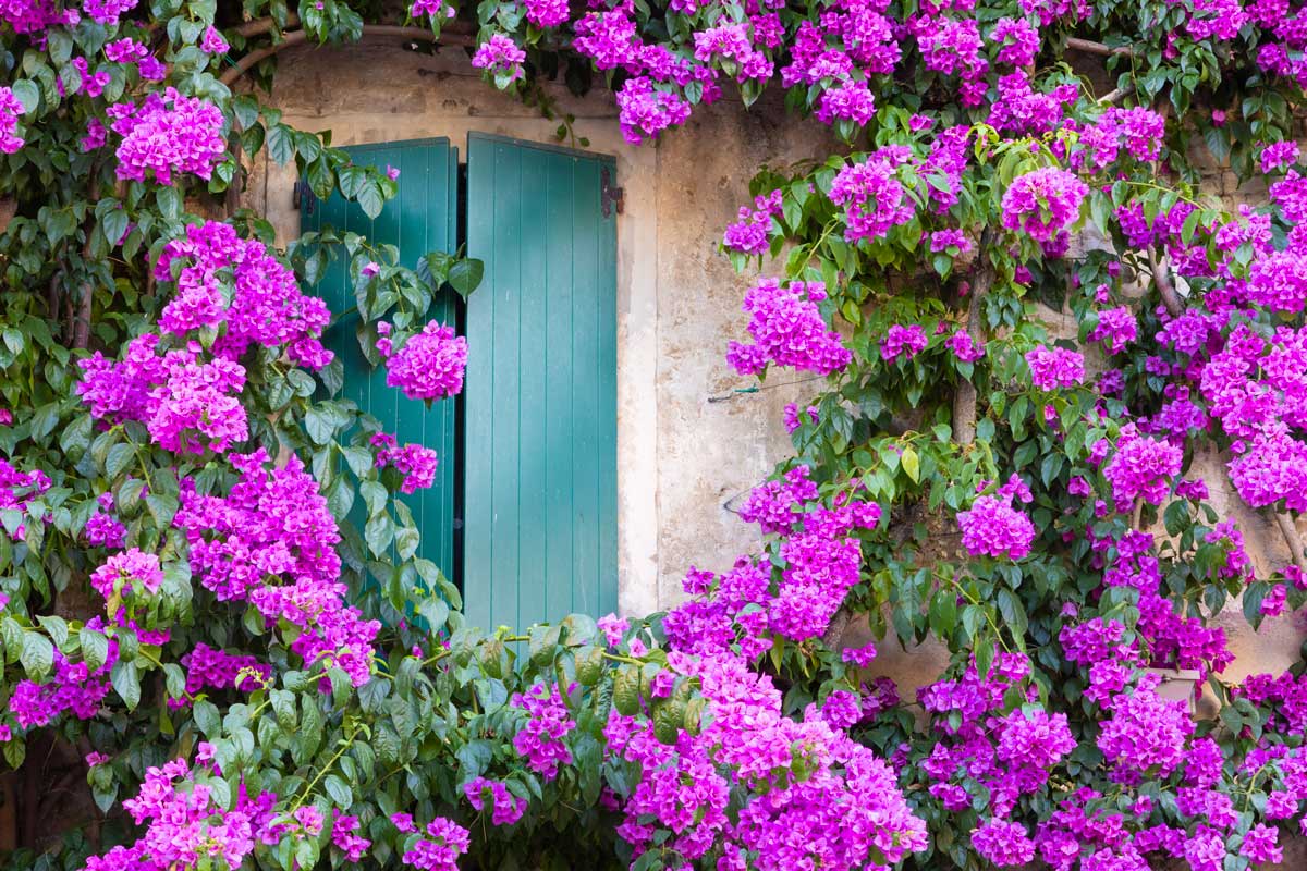 Idées pour décorer le jardin avec des bougainvilliers.