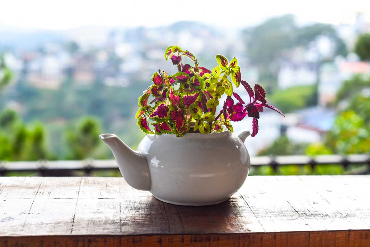 Le coléus dans une tasse de thé.