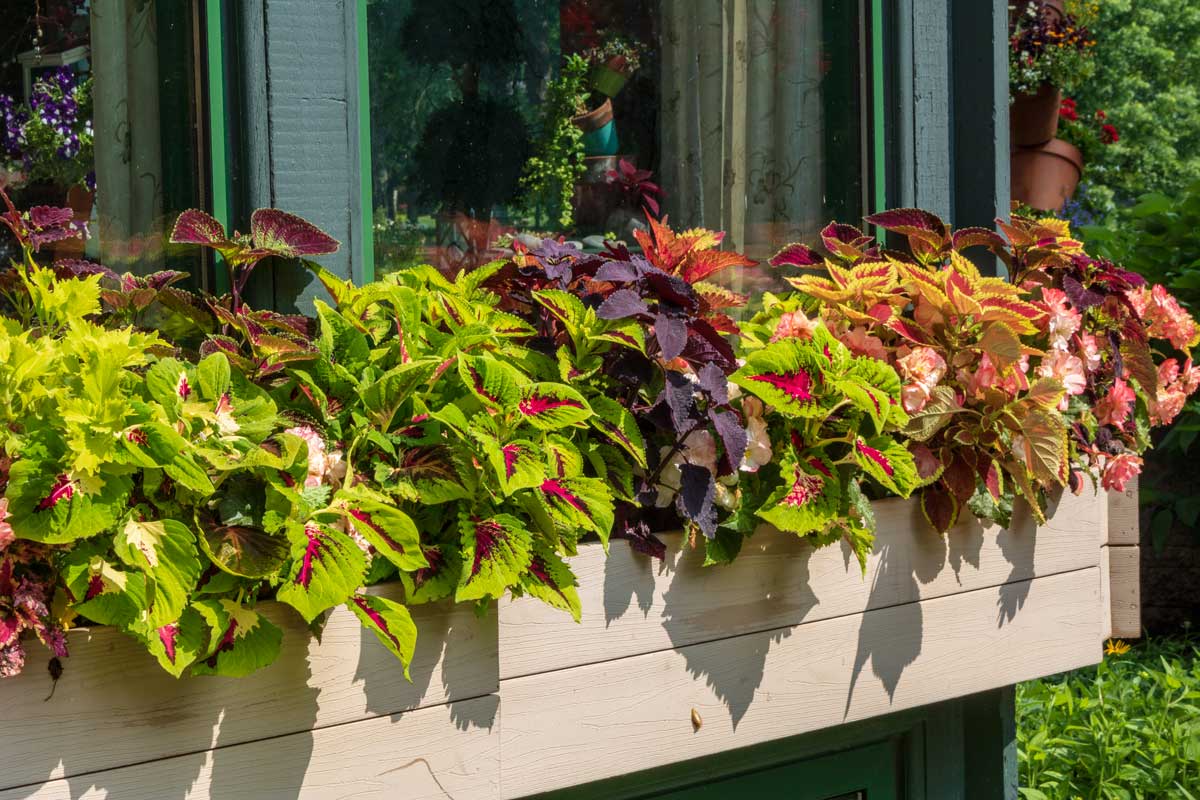 Coleus et bégonias sur le rebord de la fenêtre du balcon