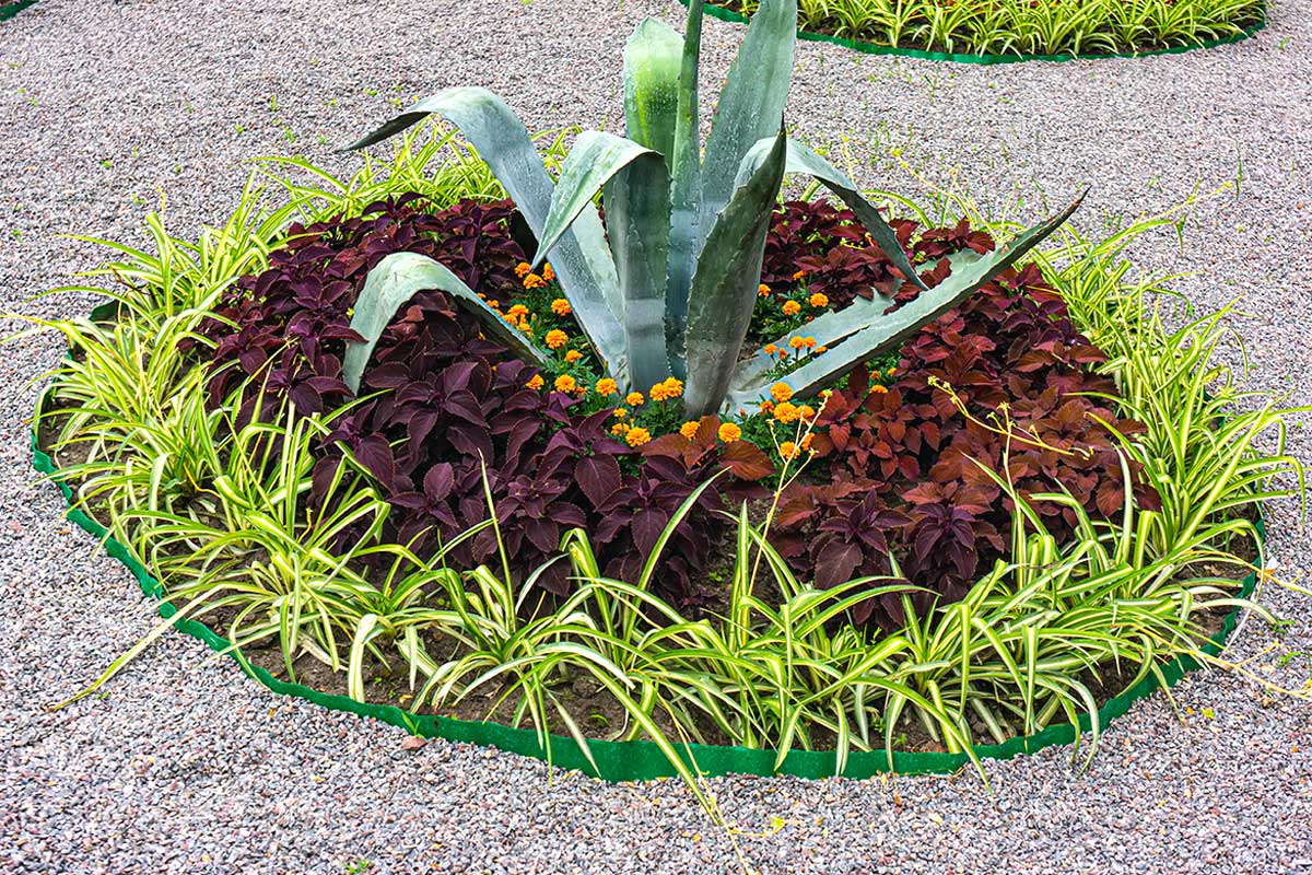 Agave, parterre de fleurs