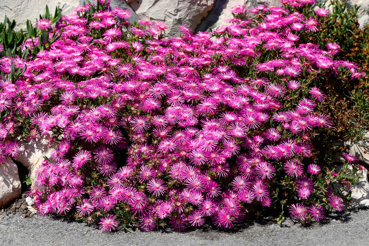 Parterre de fleurs durable avec Delosperma Cooperi