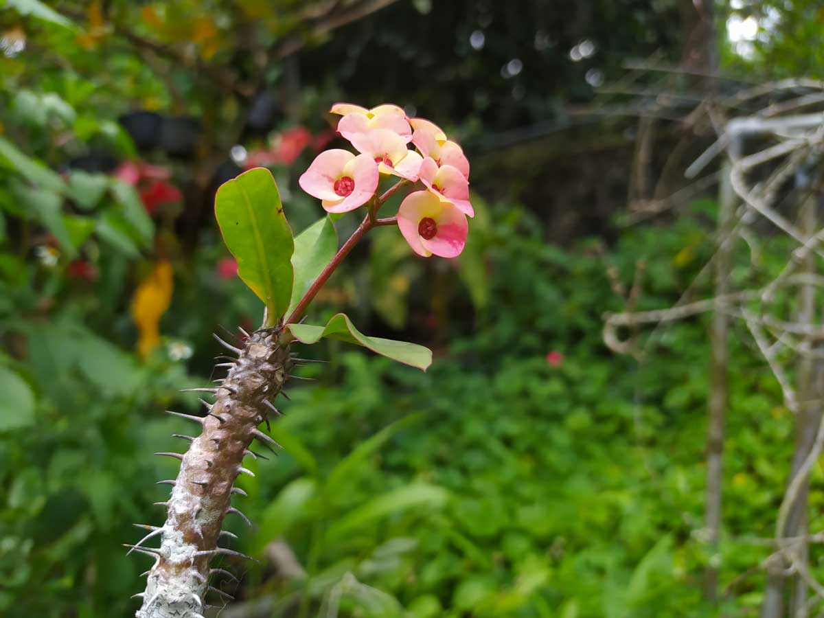 Euphorbia Milli, plante résistante au soleil, idéale pour les parterres de fleurs