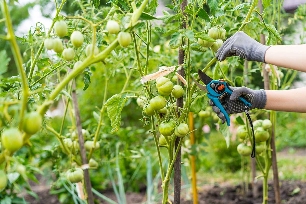 taille des plants de tomates