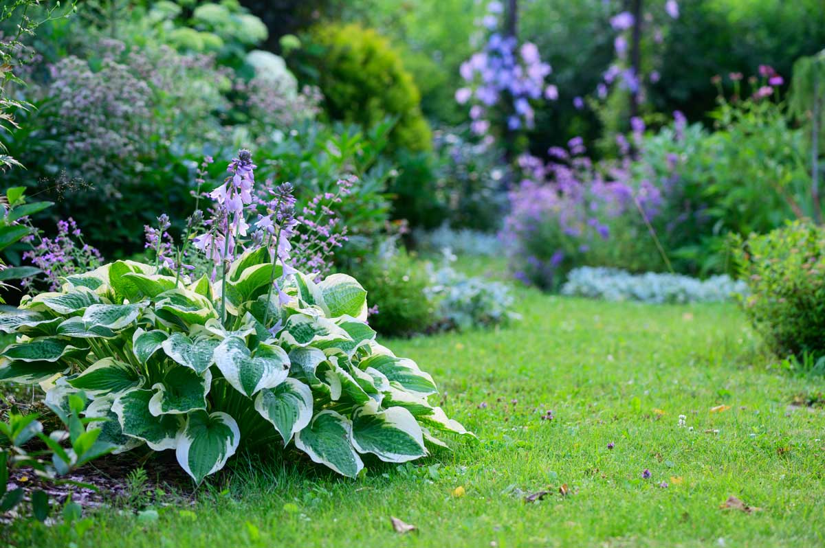 Hosta, une plante idéale pour un parterre de fleurs ombragé.