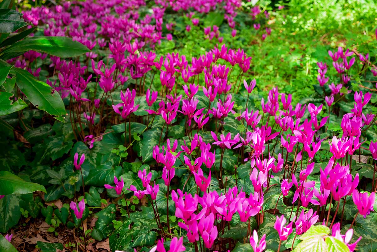 Cyclamen