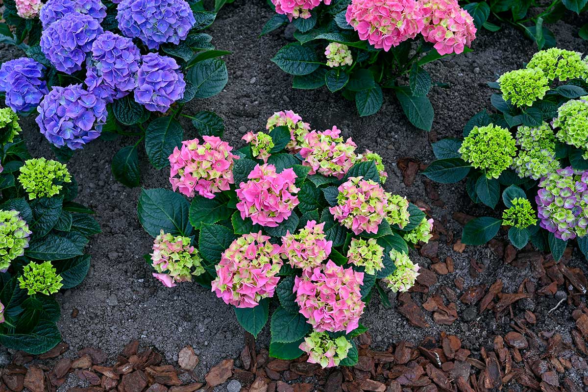 Les hortensias, une touche de couleur vive dans un parterre ombragé.