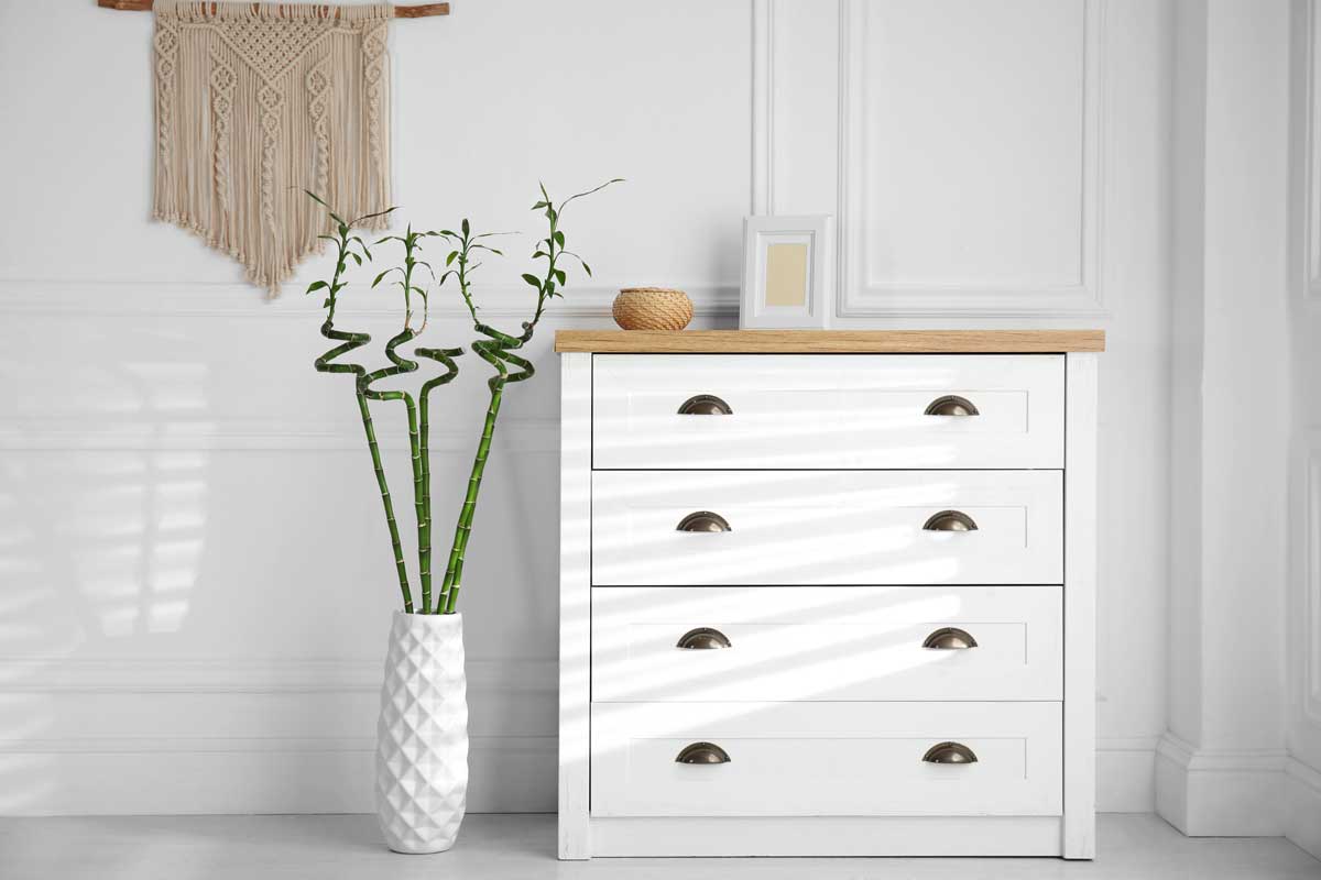 Lucky bamboo dans un vase blanc, décoration moderne et design.