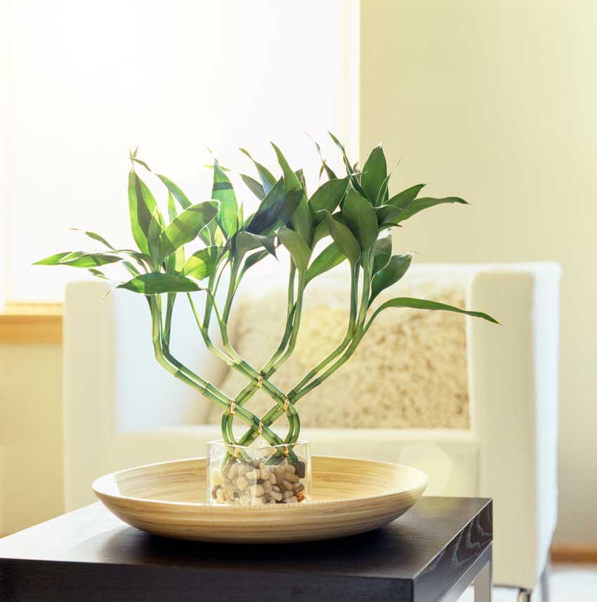 Vase transparent avec Dracaena braunii.