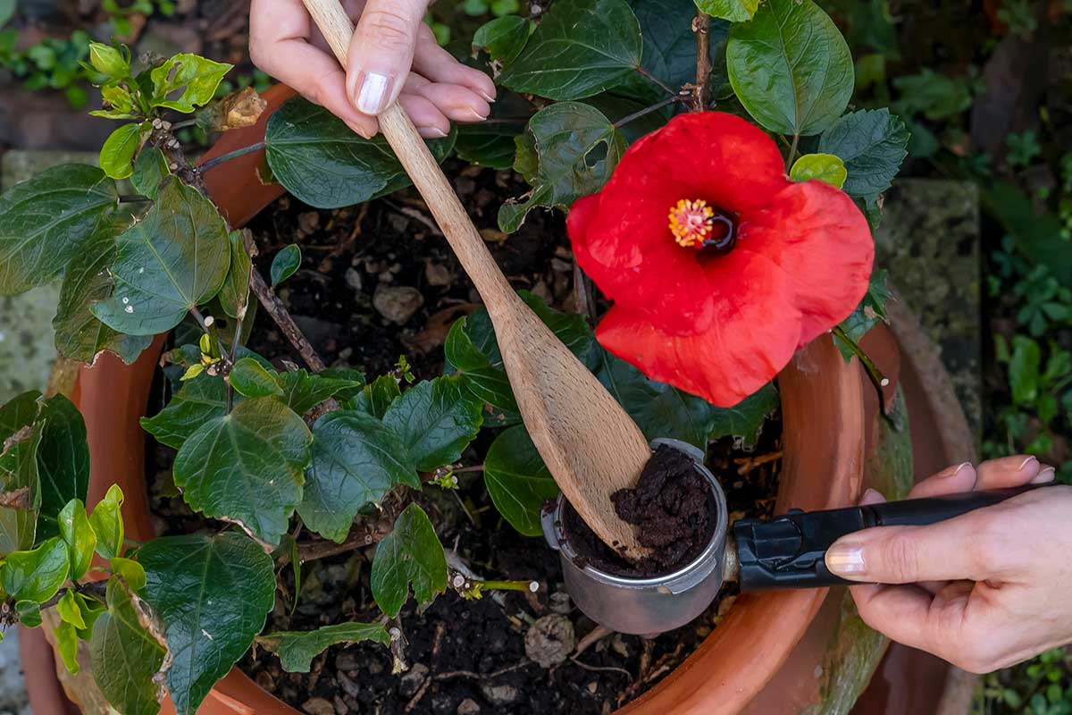 l'utilisation du marc de café pour fertiliser les plantes