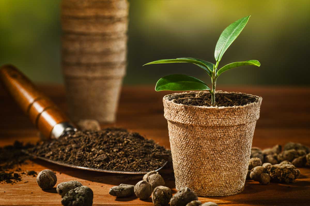 l'utilisation du marc de café pour fertiliser les plantes