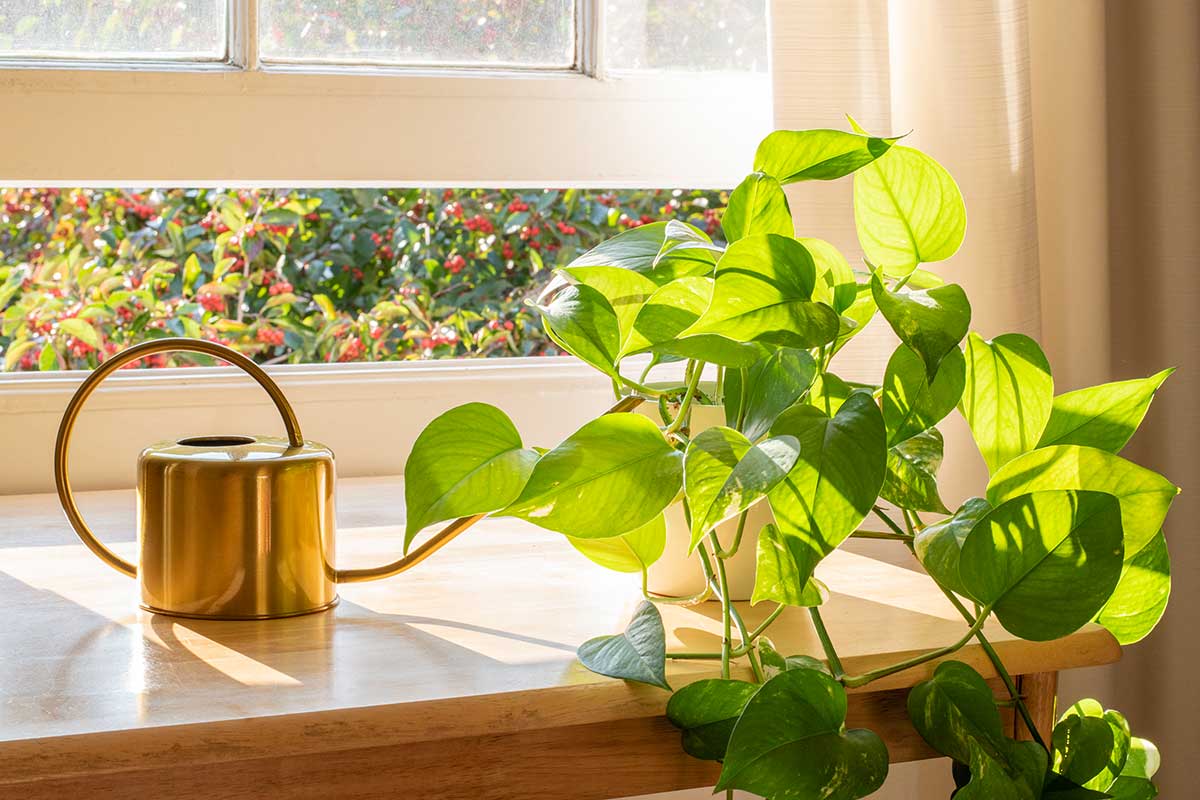 engrais naturels pour le pothos