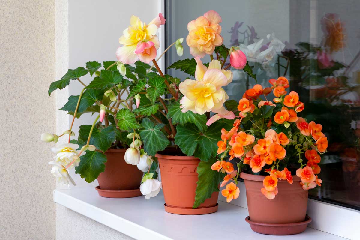 Zinnias, fleurs colorées sur le balcon d'été