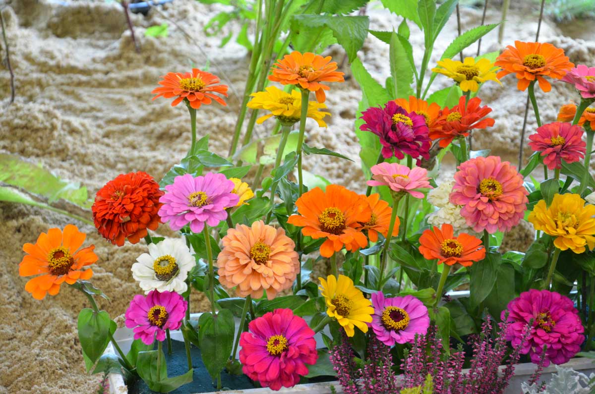 Zinnias, fleurs colorées sur le balcon d'été