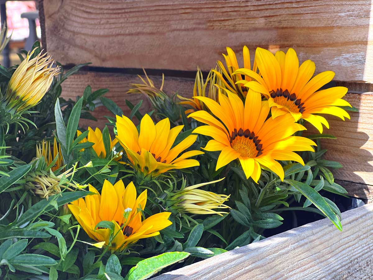 Gazania, fleur résistante au soleil.