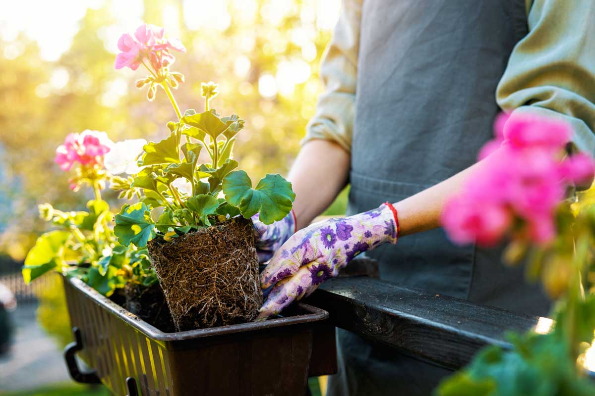 les plus belles fleurs en plein soleil en été sur le balcon