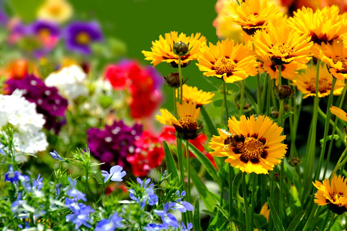 Les fleurs qui résistent à la chaleur de l'été sont idéales pour les parterres de jardin.