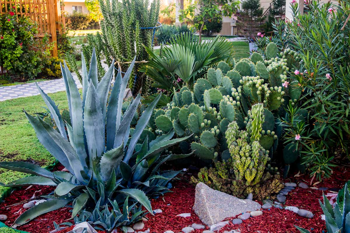 Aiuola di Cactus con Agave