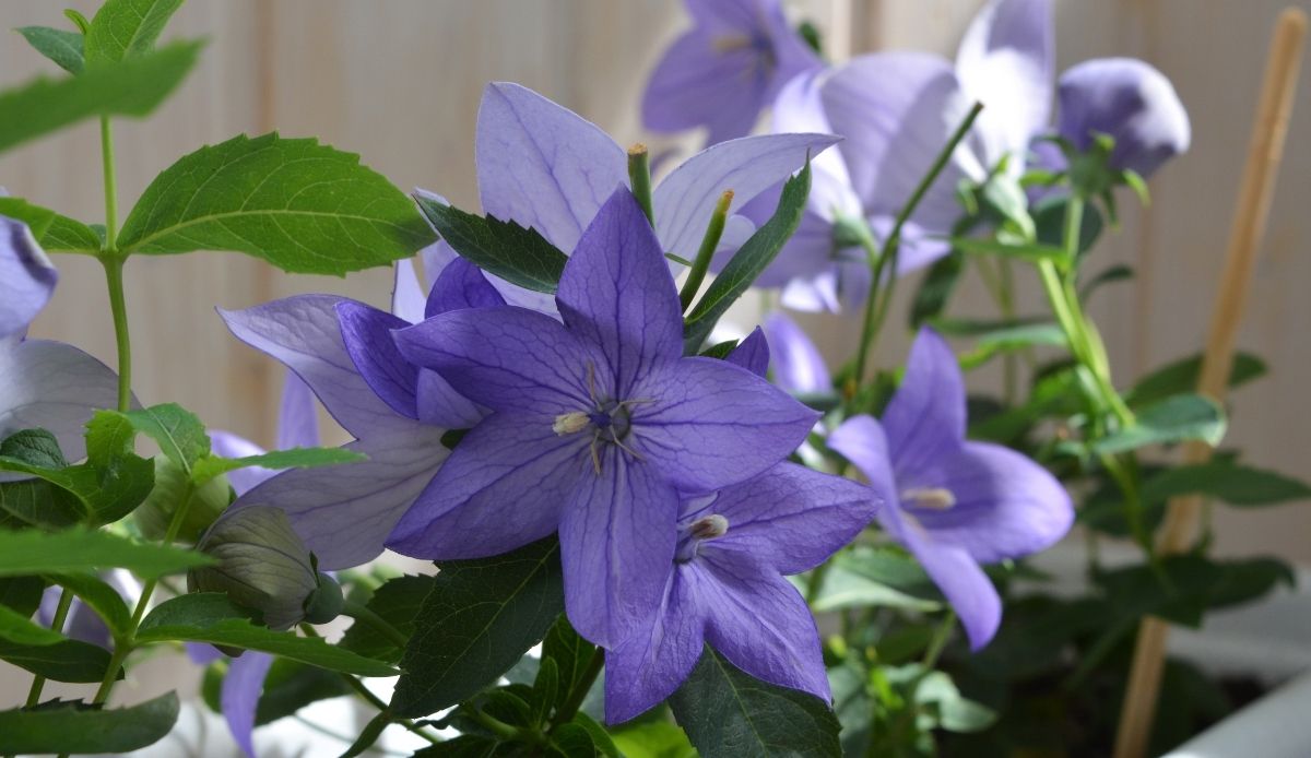 fleurs vivaces