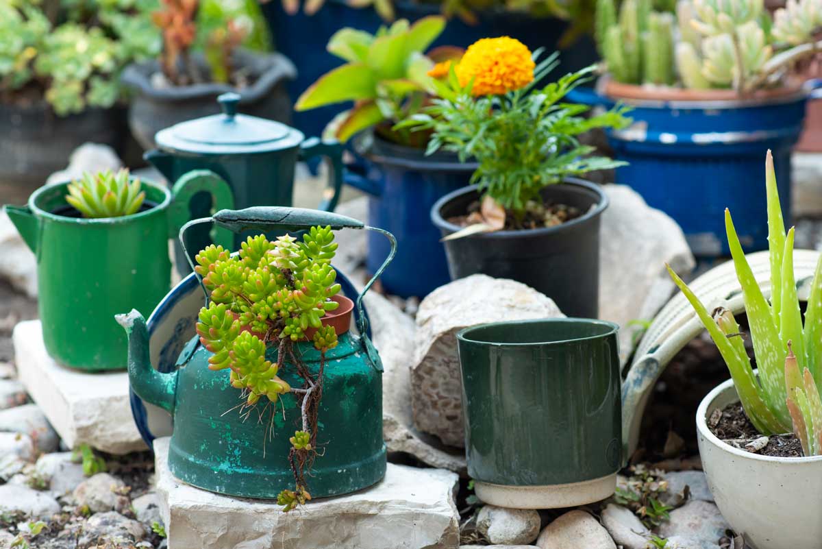 vases de succulentes récup