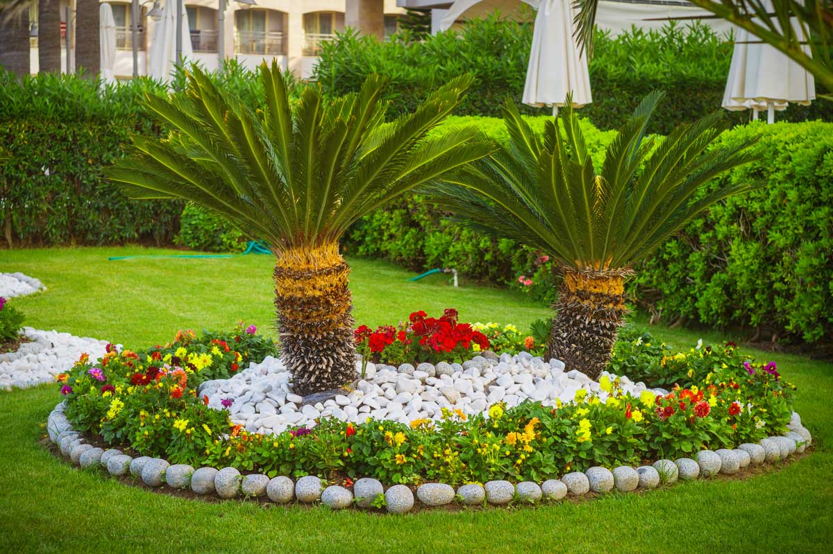 Parterre de fleurs avec pierres et 2 cycas