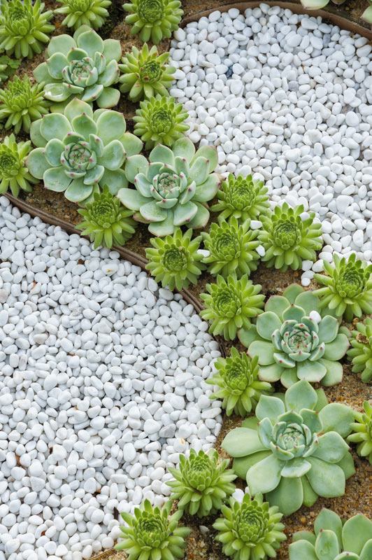 galets et succulentes. décorations jardin