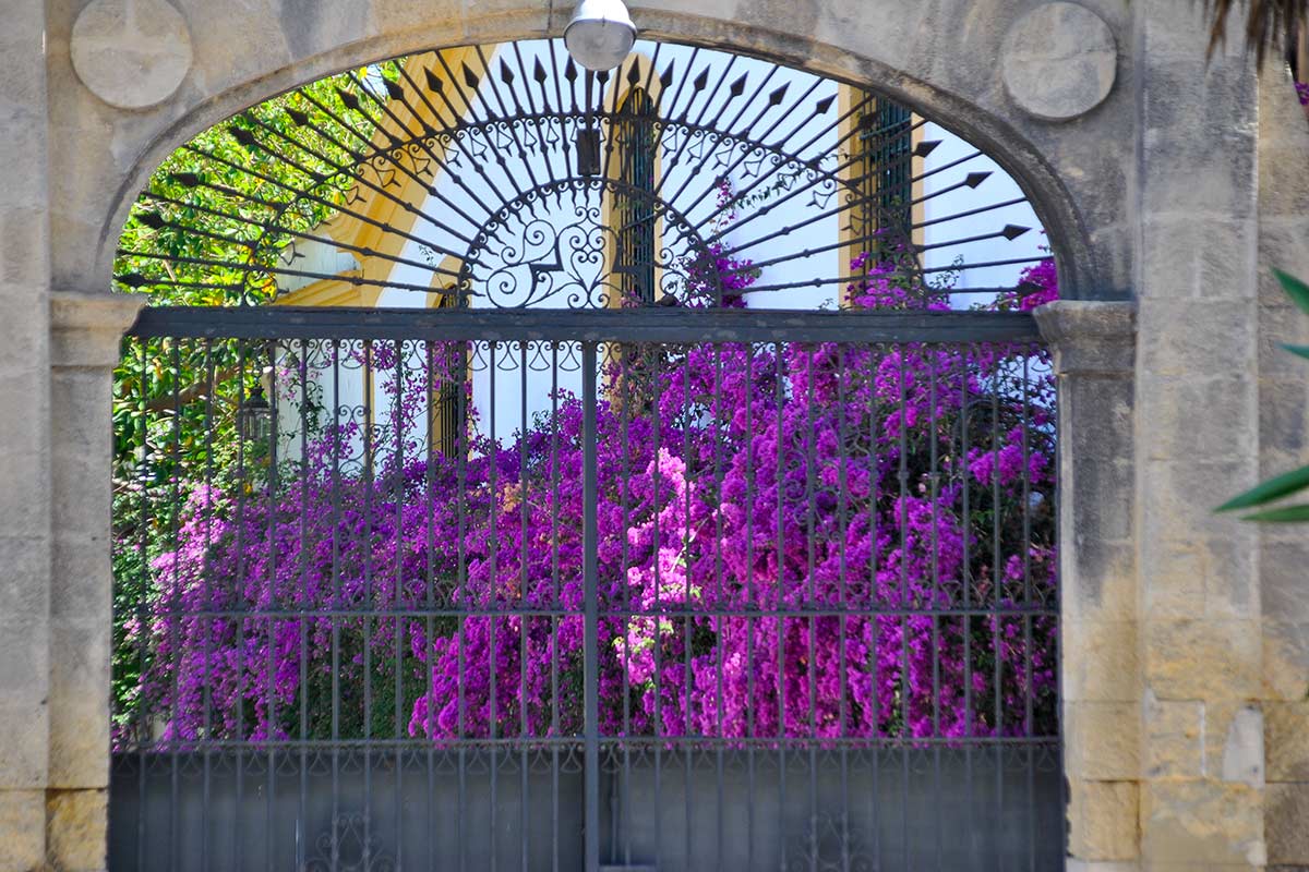 erreurs soins bougainvilliers