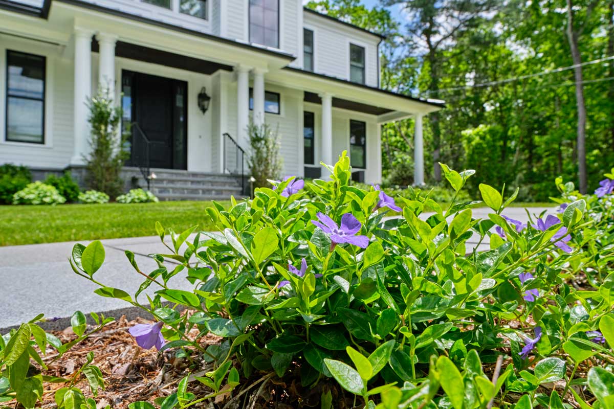 Vinca minor dans un parterre de fleurs