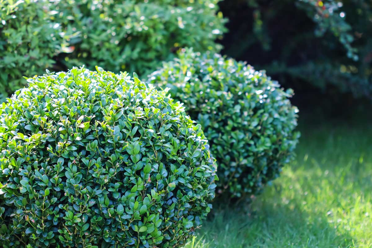 Buxus sempervirens rond