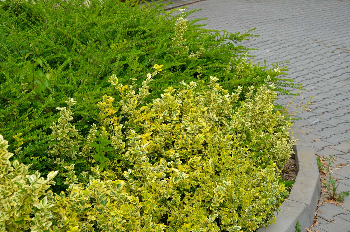 Euonymus fortunei, massif de fleurs à feuilles persistantes
