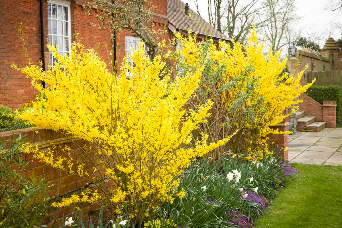 Forsythia devant l'entrée