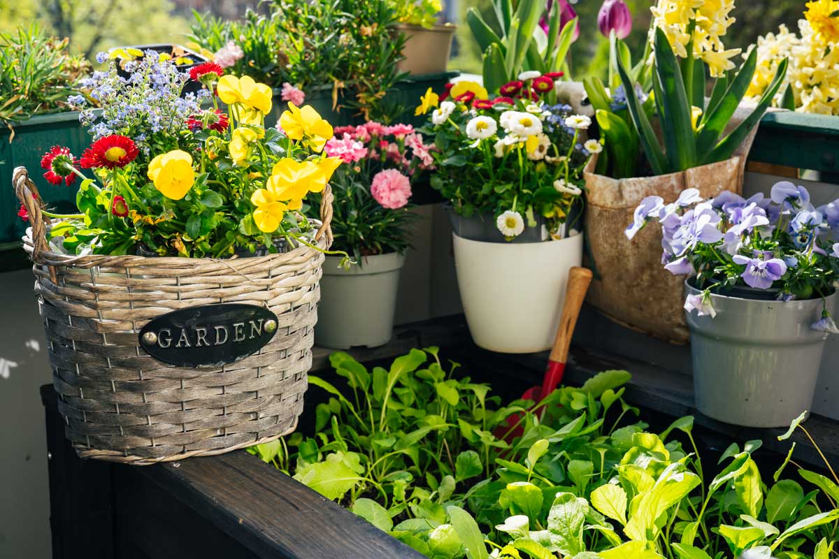 Jardinage en pot sur petit balcon.