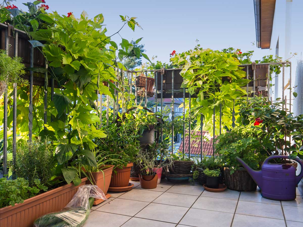 Jardinage en pot sur le balcon.