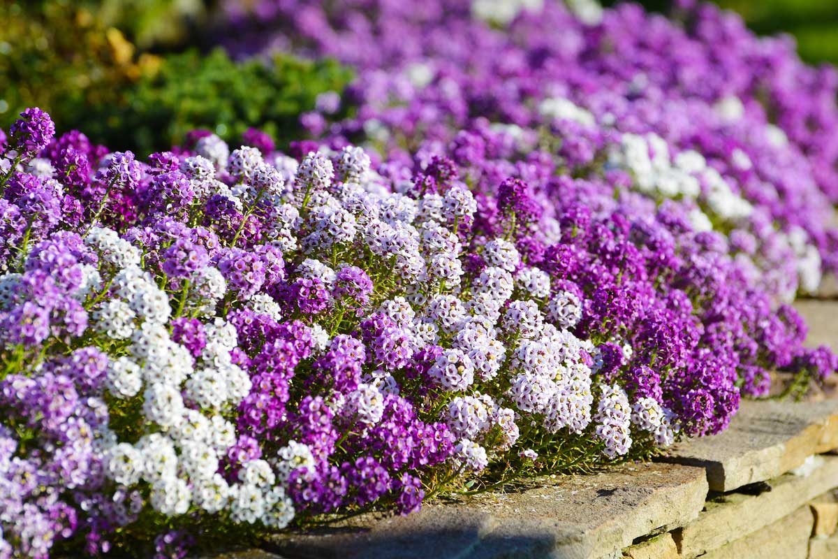 L'Alisso pour les parterres de fleurs.